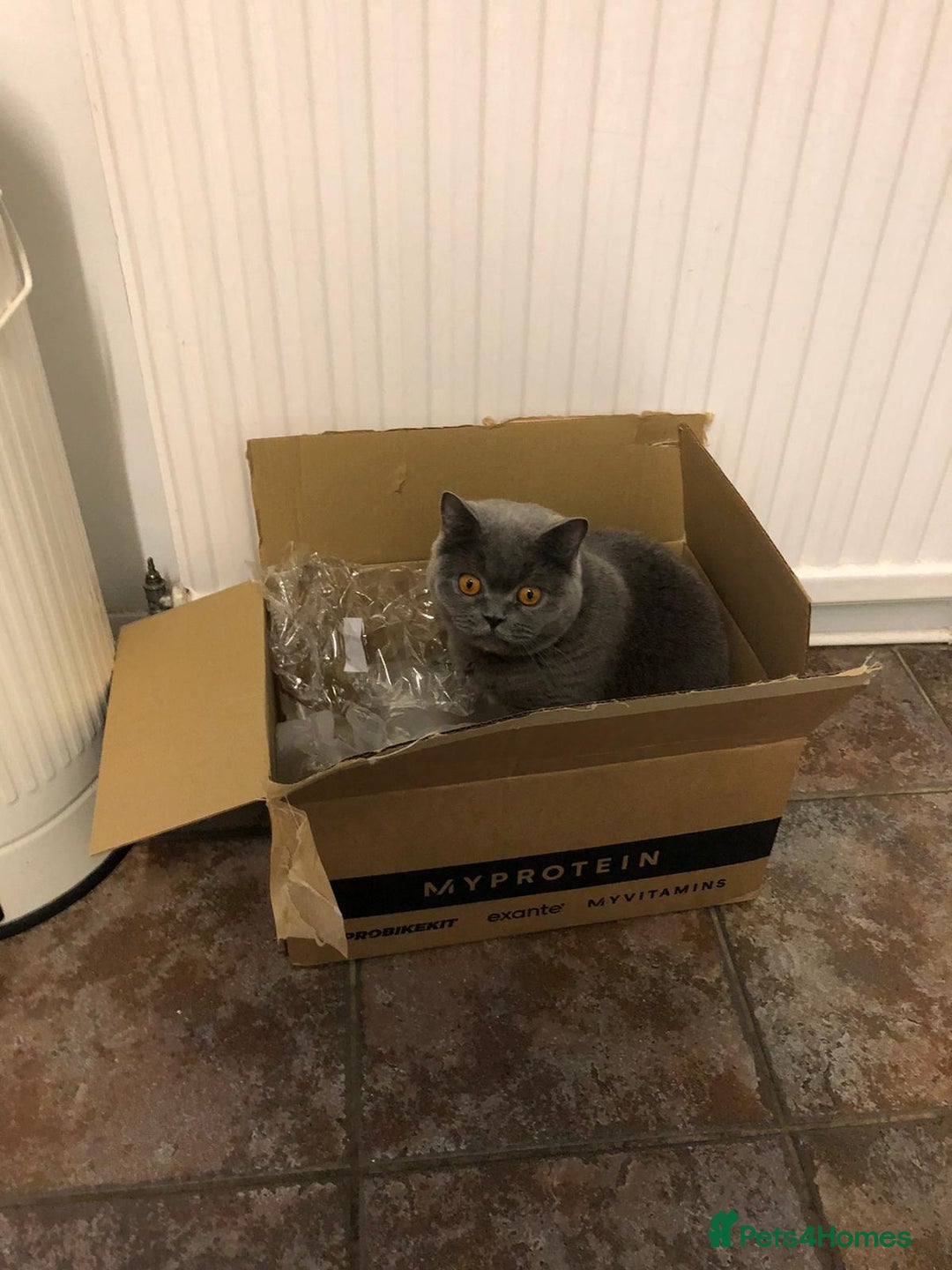 Domestic Shorthair cats for sale: Rehoming my 2 girls  - Image 11