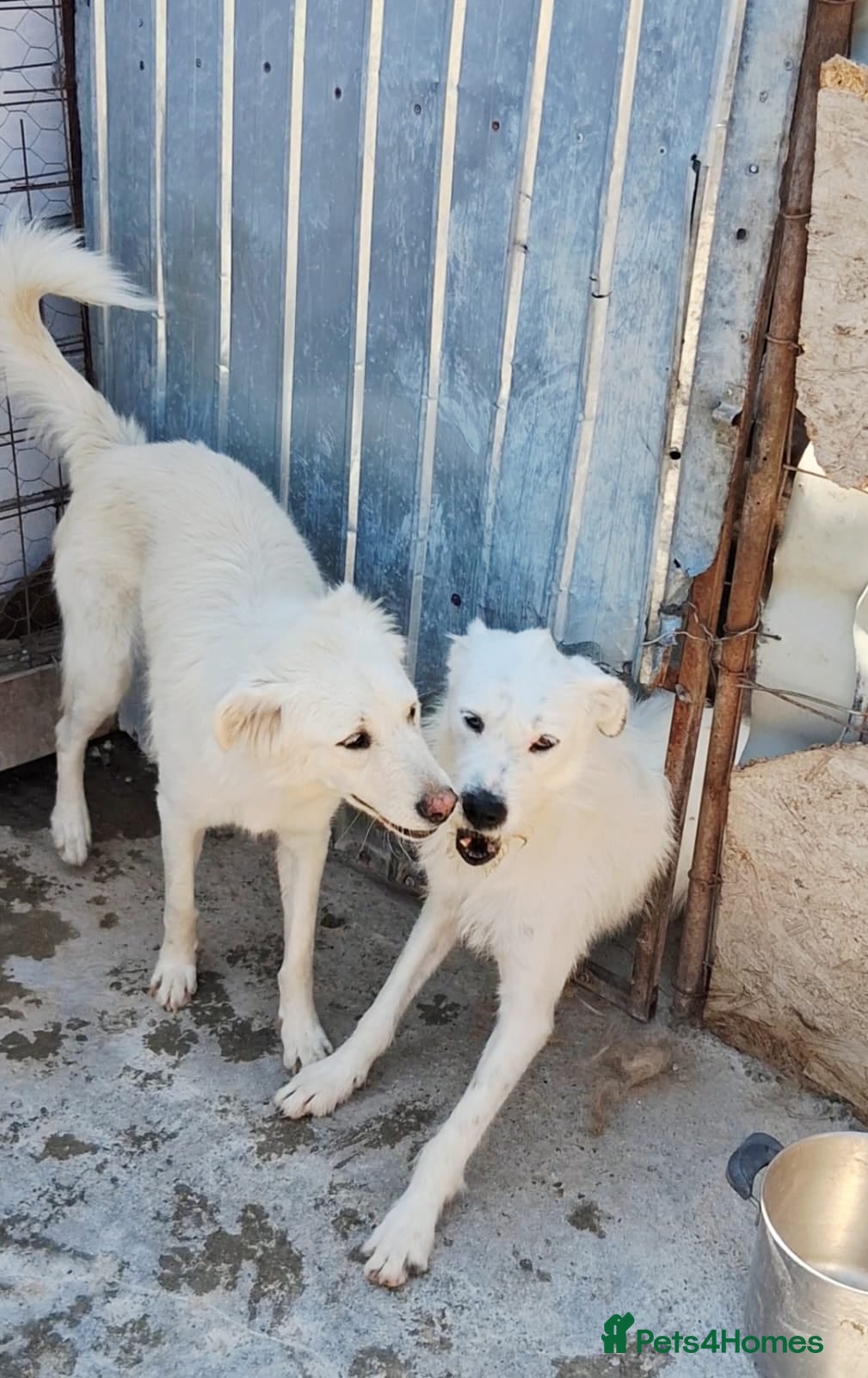 Mixed Breed dogs ALINA, a Superb  young Girl - for a Loving HOME - Advert 1