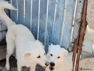 Mixed Breed dogs ALINA, a Superb young Girl - for a Loving HOME - Advert 1