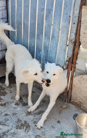 ALINA, a Superb young Girl - for a Loving HOME