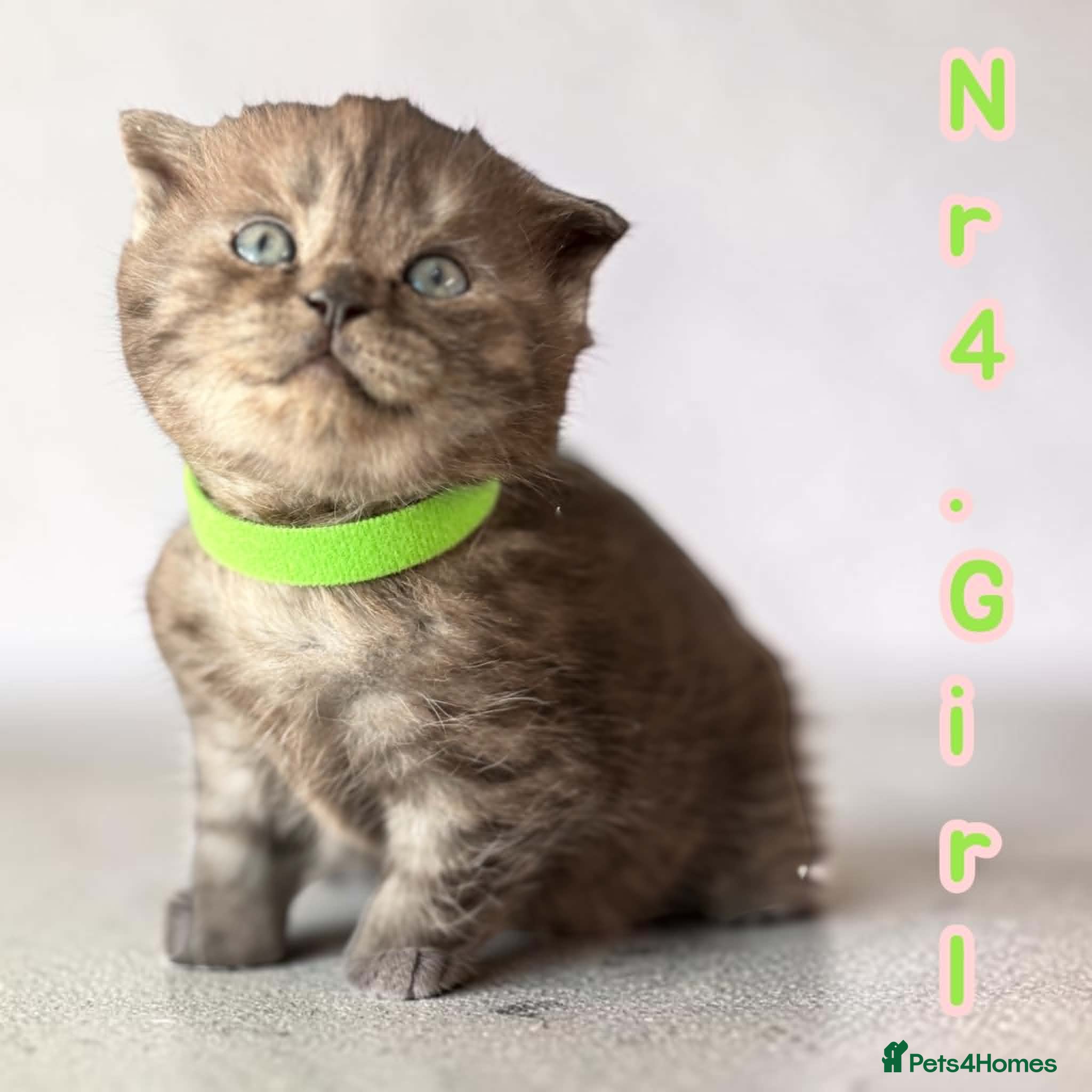 Scottish Fold Kitten 4