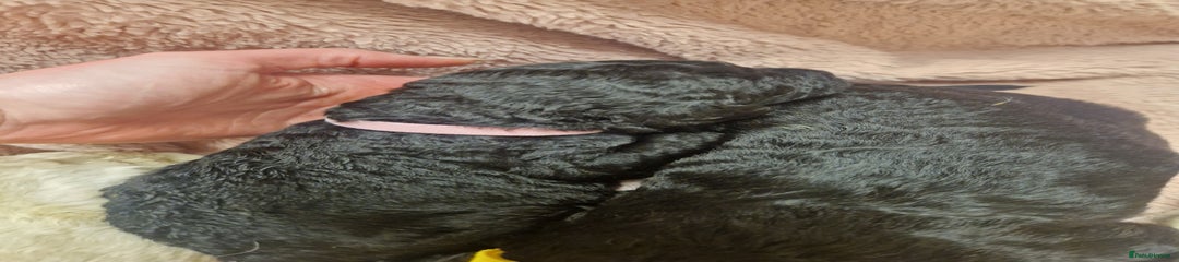 Purdy . Pink collar 