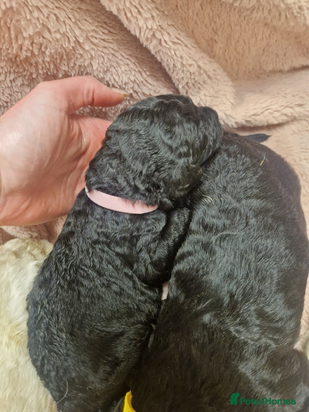 Goldendoodle dogs for sale: Quality goldendoodle puppies*4available,6reserved  - Image 21