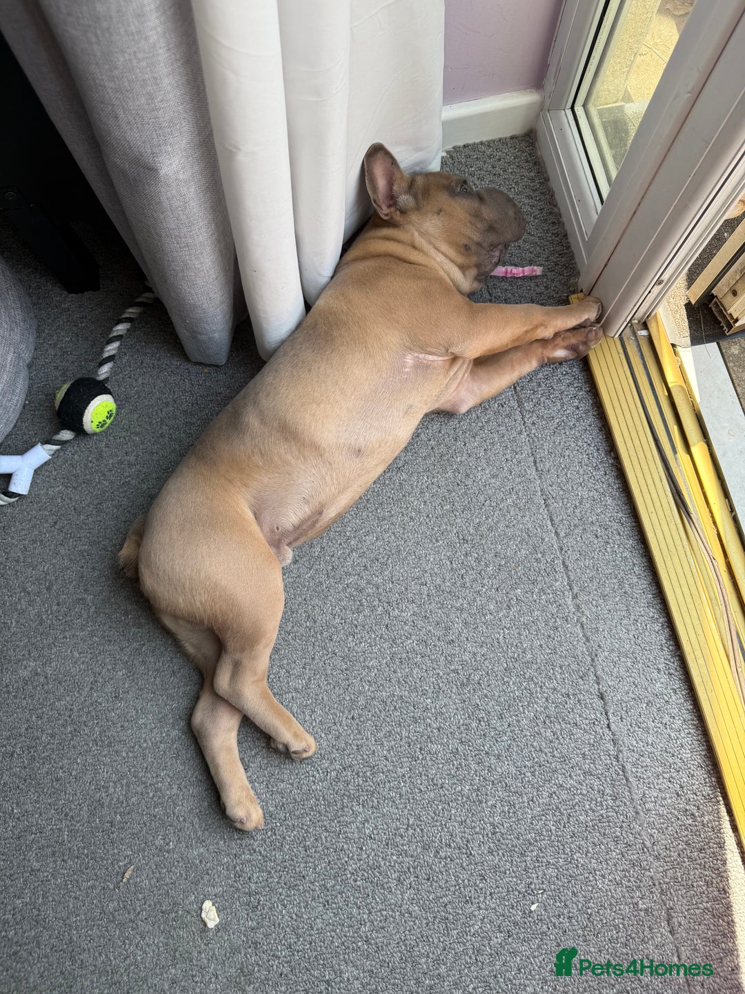 French Bulldog dogs for sale: Big rope Frenchie - Image 4