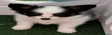 Papillon Puppy 2