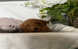 Cavapoo dogs for sale: F1B cavapoo puppies - Image 16