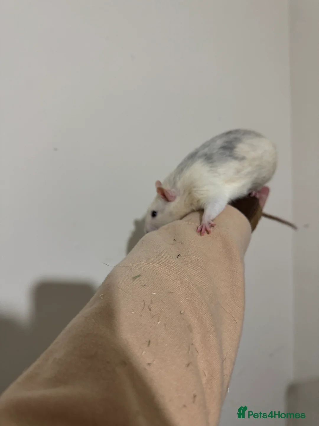 Rat rodents for sale: Stardust  - Advert 3