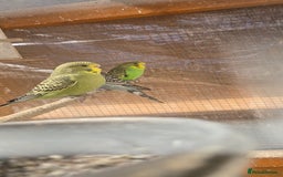 Budgerigars birds for sale: Budgies  - Image 25