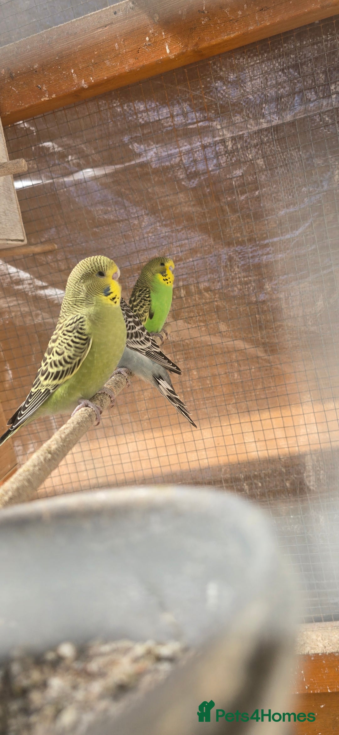 Budgerigars birds for sale: Budgies  - Image 25