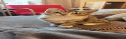 Mixed Breed cats for sale: Three little boys ready for the new home  in Livingston - Advert 2