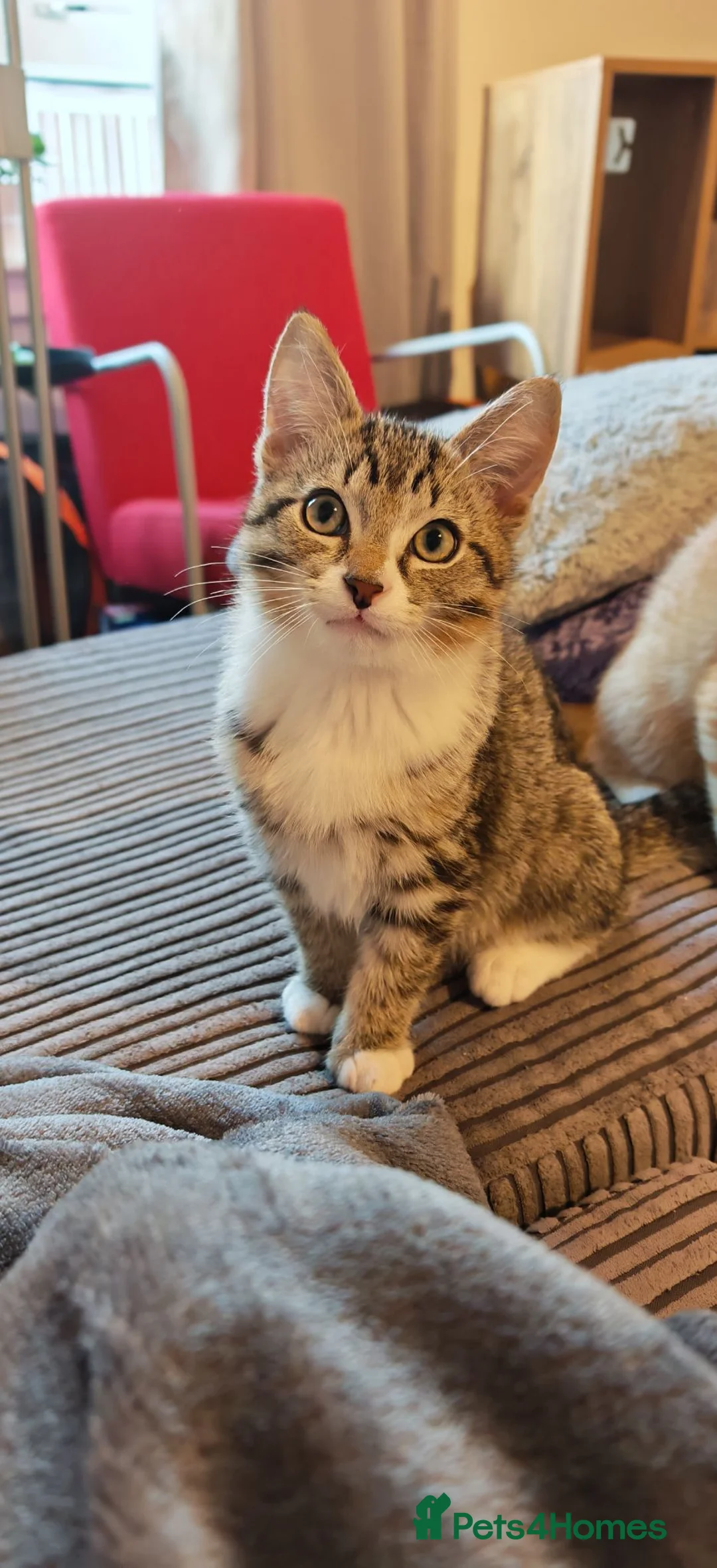 Mixed Breed cats for sale: Three little boys ready for the new home  in Livingston - Advert 2