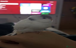 Budgerigars birds for sale: 2 bonded budgies  - Image 1