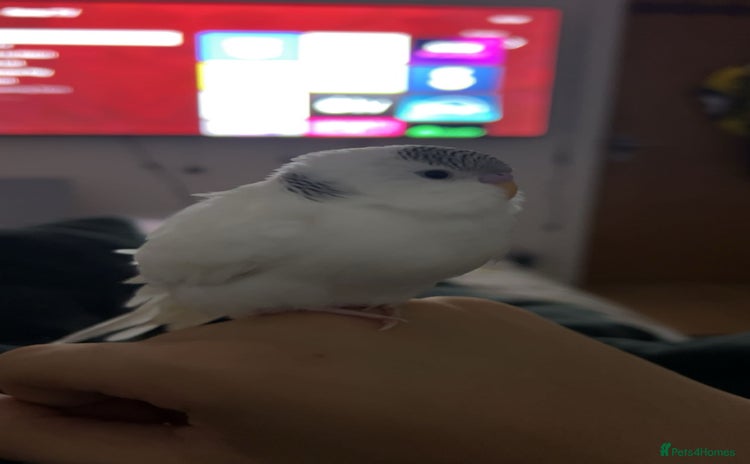 Budgerigars birds - Advert 1