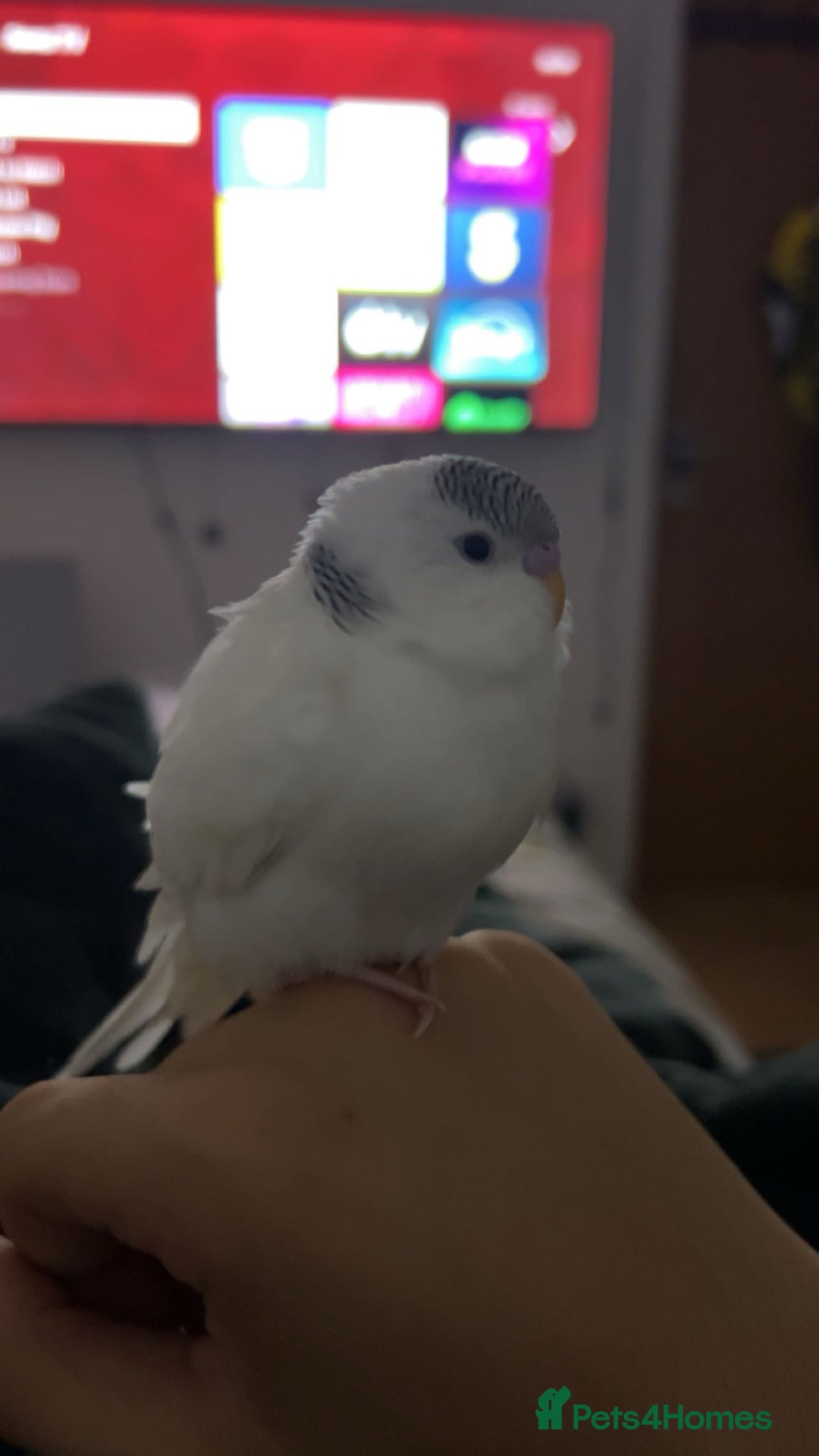 Budgerigars birds for sale: 2 bonded budgies  - Image 1