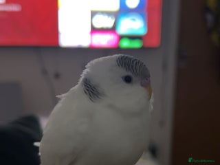 Budgerigars birds - Advert 1