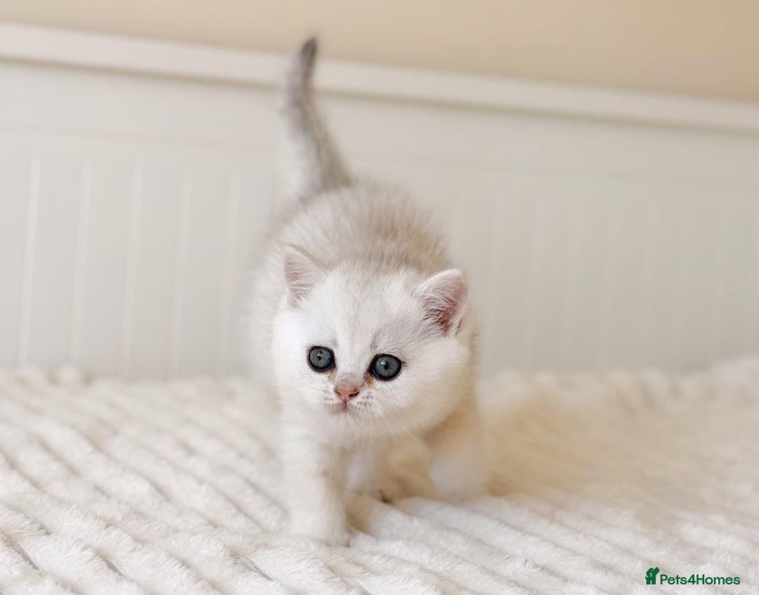 British Shorthair cats for sale: Pedigree British Shorthair kittens - Image 19