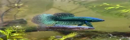 Bettas fish for sale: Alien Bettas  in Derby - Advert 4