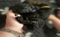 Cockapoo dogs for sale: Stunning F1b cockapoos - Image 11