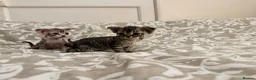 Devon Rex cats for sale: 2026 Devon Rex litters  - Advert 23