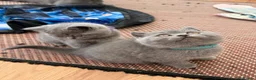 British Shorthair cats for sale: GCCF reg/British Shorthair kittens - Advert 4