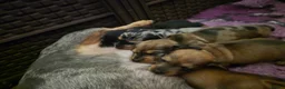 Miniature Dachshund dogs for sale: 2 shaded red girls left KC mini Dacshunds - Advert 3