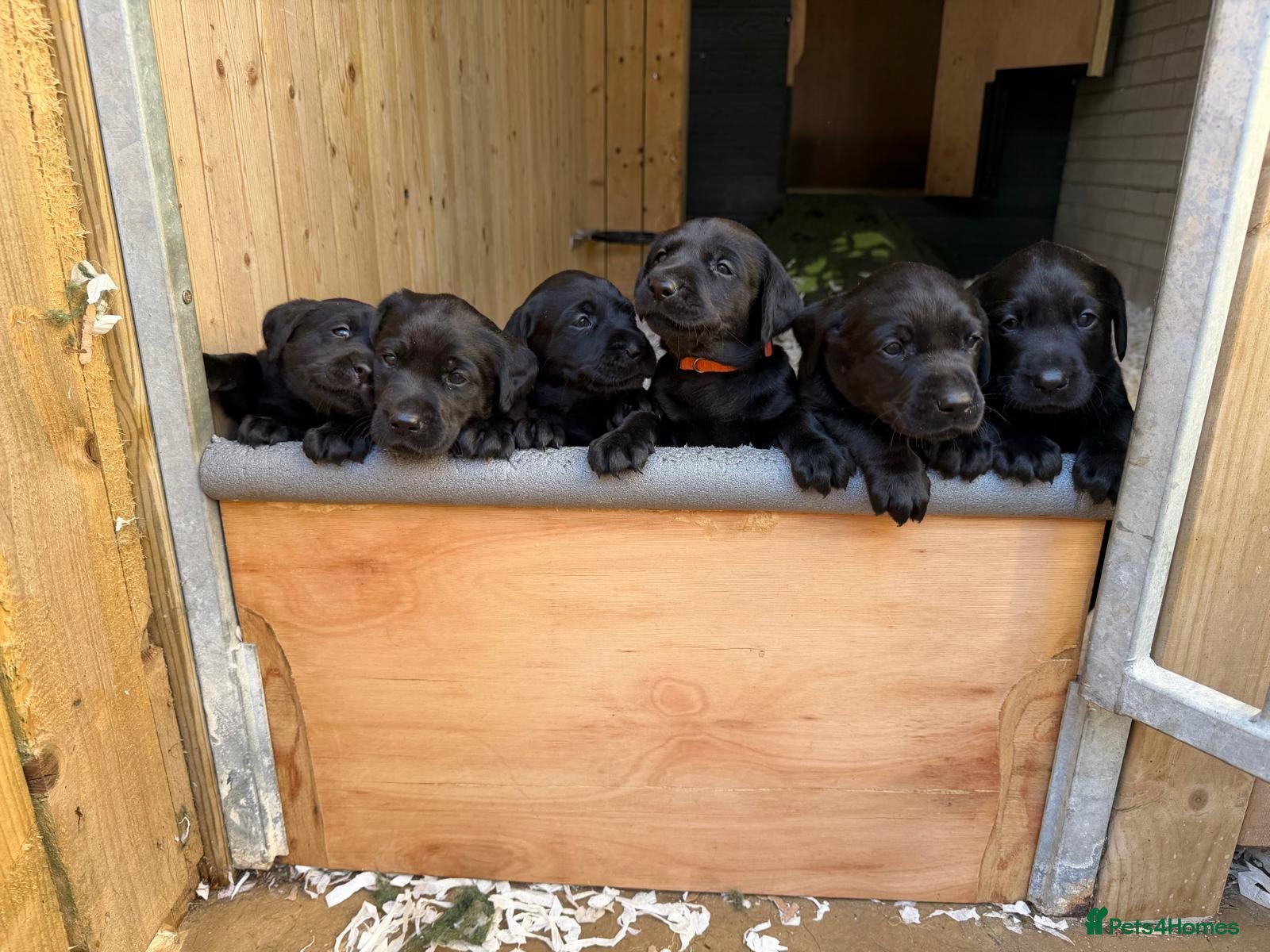 Labrador Retriever dogs KC Reg Black Labrador Pups, FT Ch Bred - Advert 2