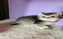 Scottish Fold cats for sale: Beautiful litter Scottish fold ready to reserve ❤️ - Image 8