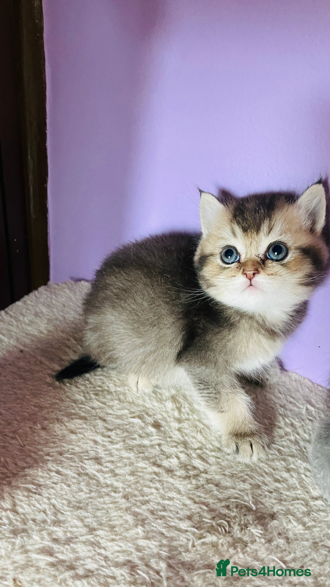 Scottish Fold cats for sale: Beautiful litter Scottish fold ready to reserve ❤️ - Image 8