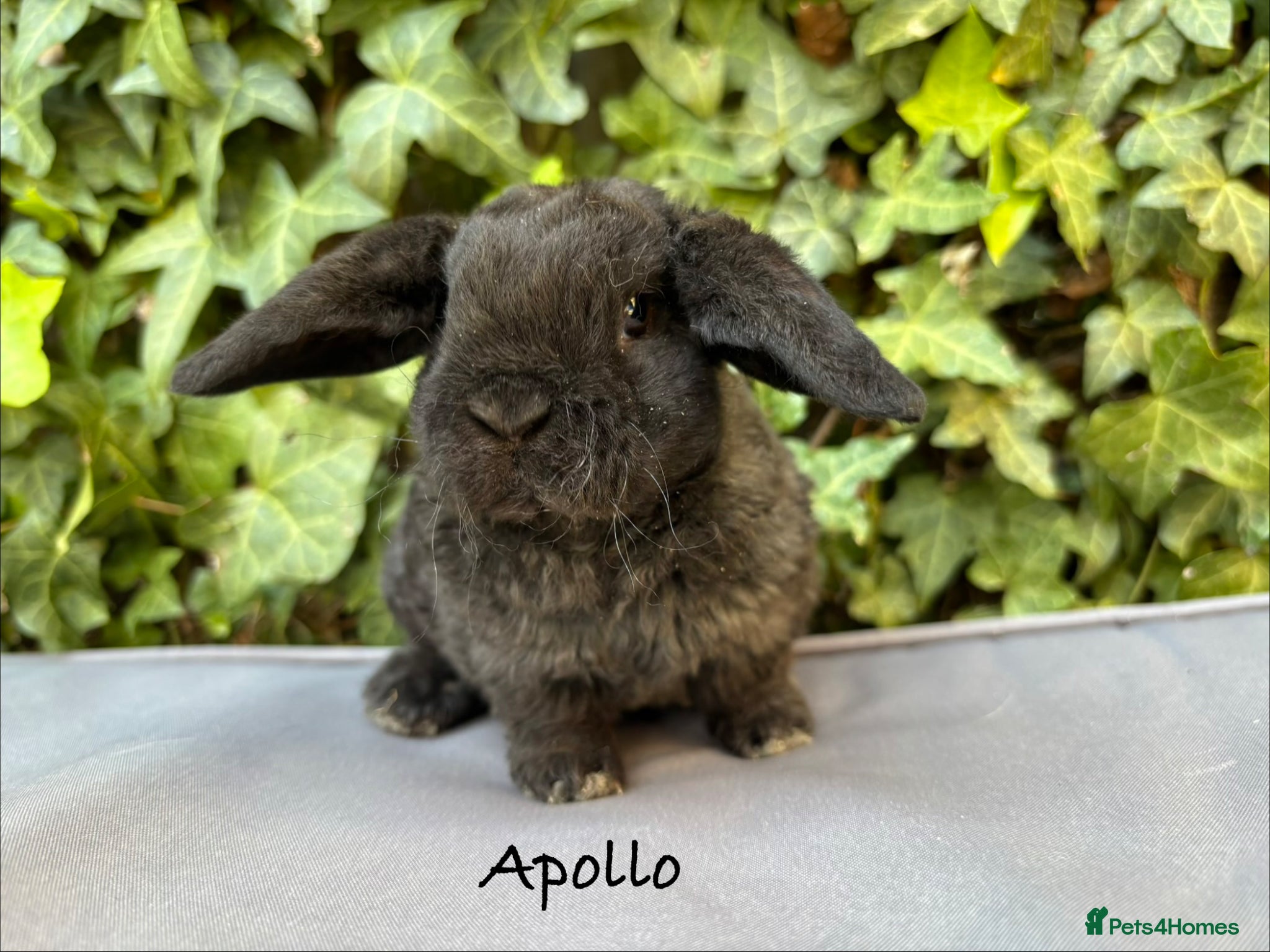 Mini Lop rabbits Pure bred Mini Plush Lops - Advert 2