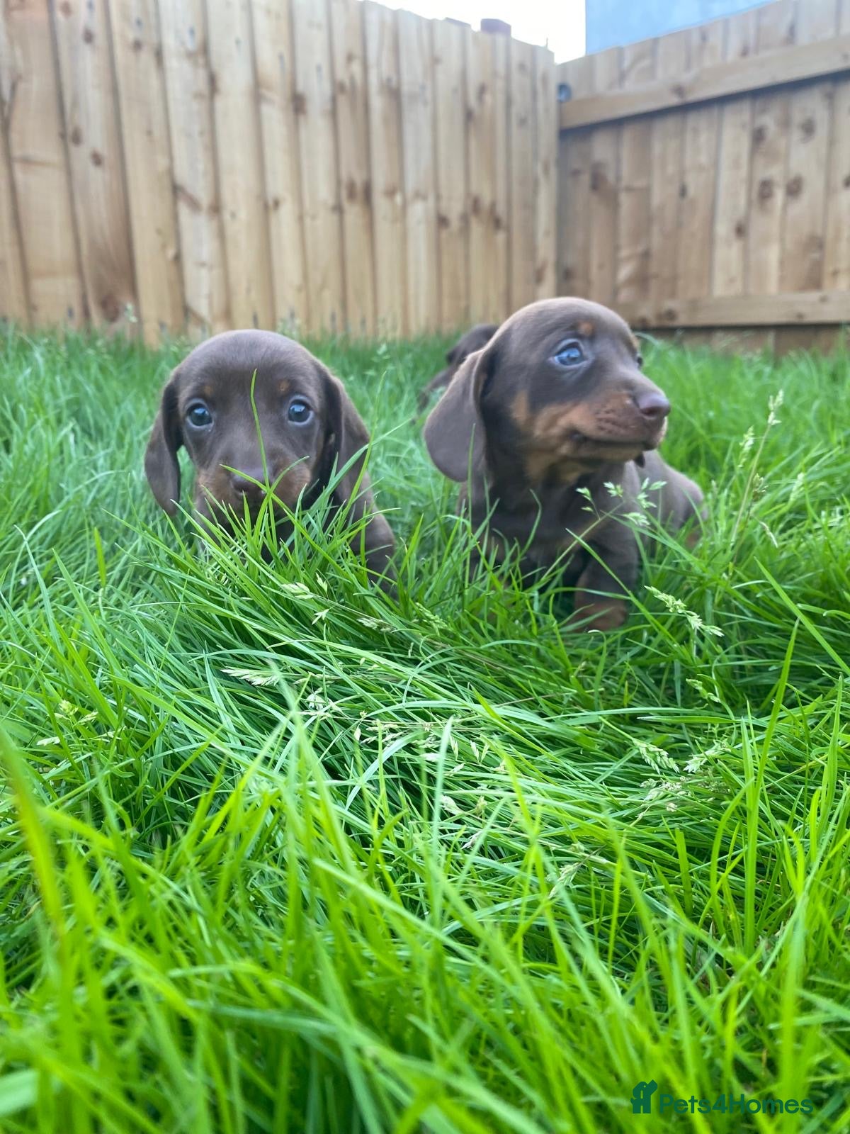 Dachshund dogs 2 Standard Dachshunds *Ready 6 June - Advert 14