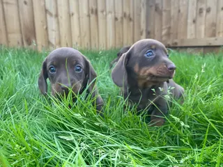 Dachshund dogs 1 male remaining *Ready to leave - Advert 1