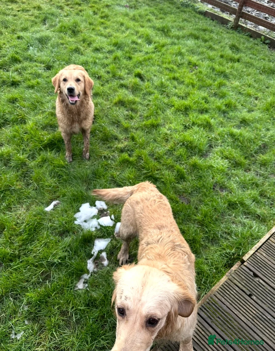 Goldendoodle dogs for sale: Big chunky doodles looking for homes  - Advert 4