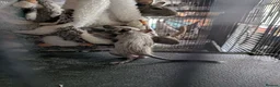 Degus rodents for sale: Degus  in Poole - Advert 2
