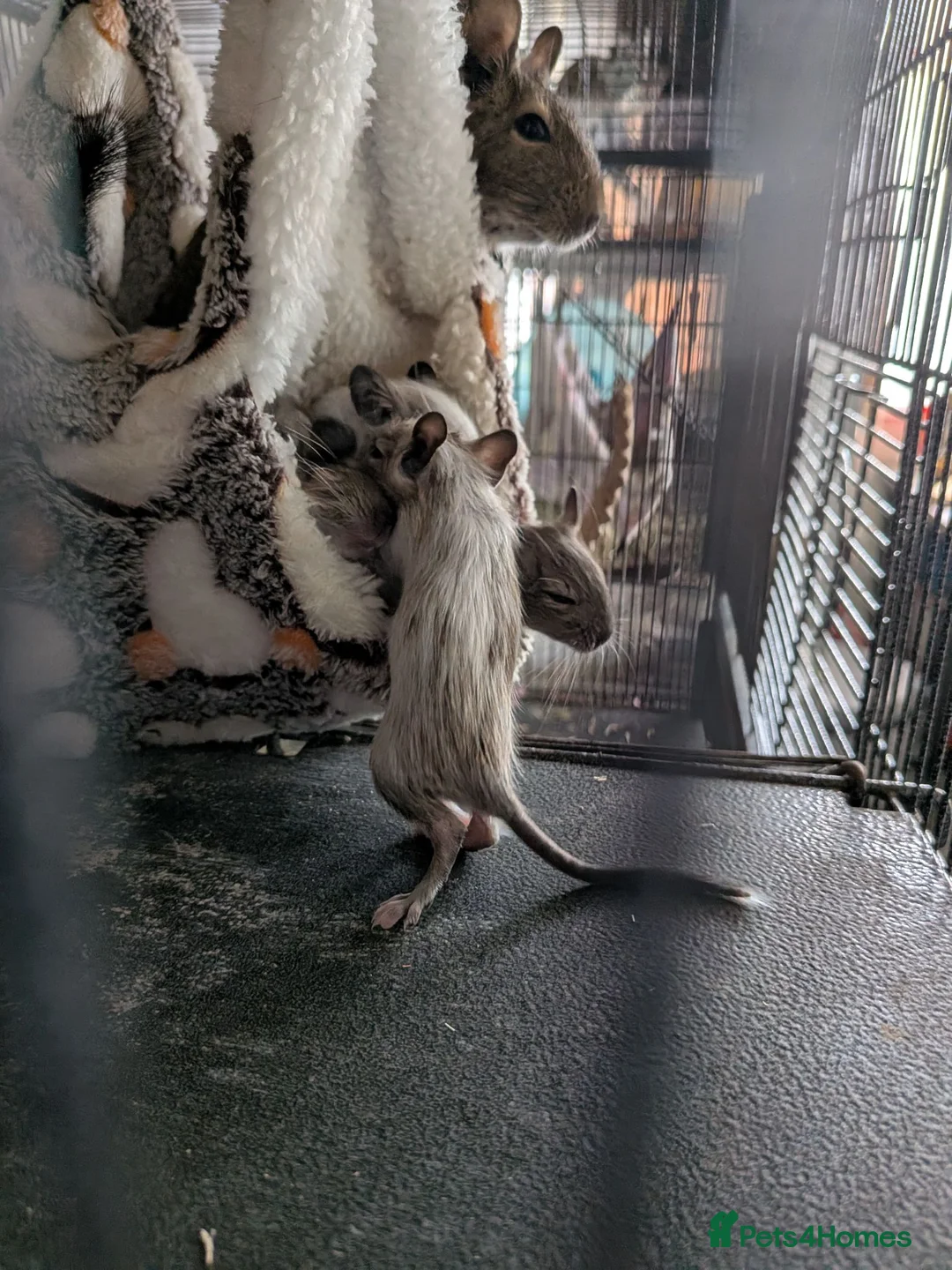 Degus rodents for sale: Degus  in Poole - Advert 2