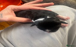 Mixed Breed dogs for sale: Pups for sale  - Image 6