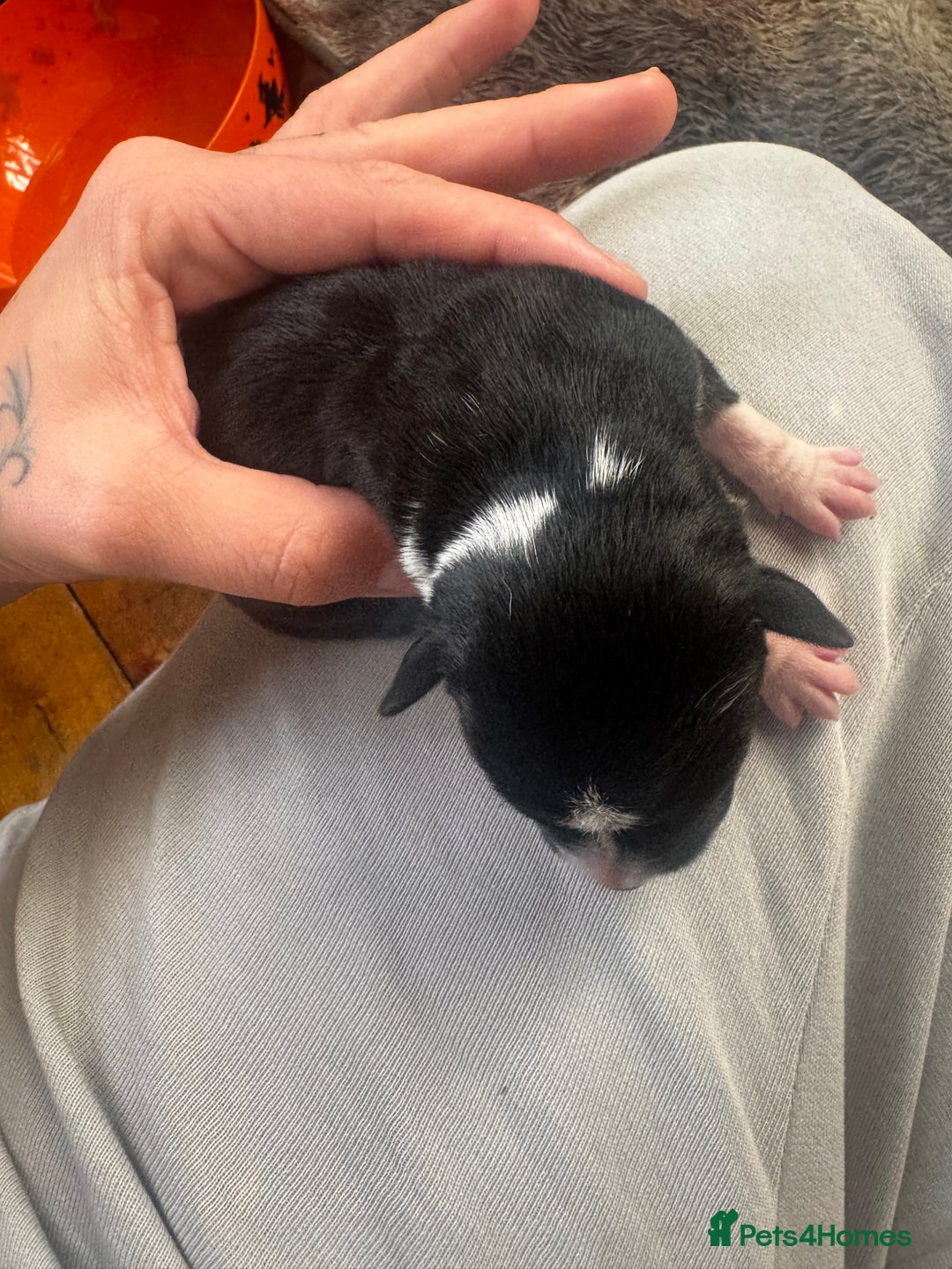 Mixed Breed dogs for sale: Pups for sale  - Image 6