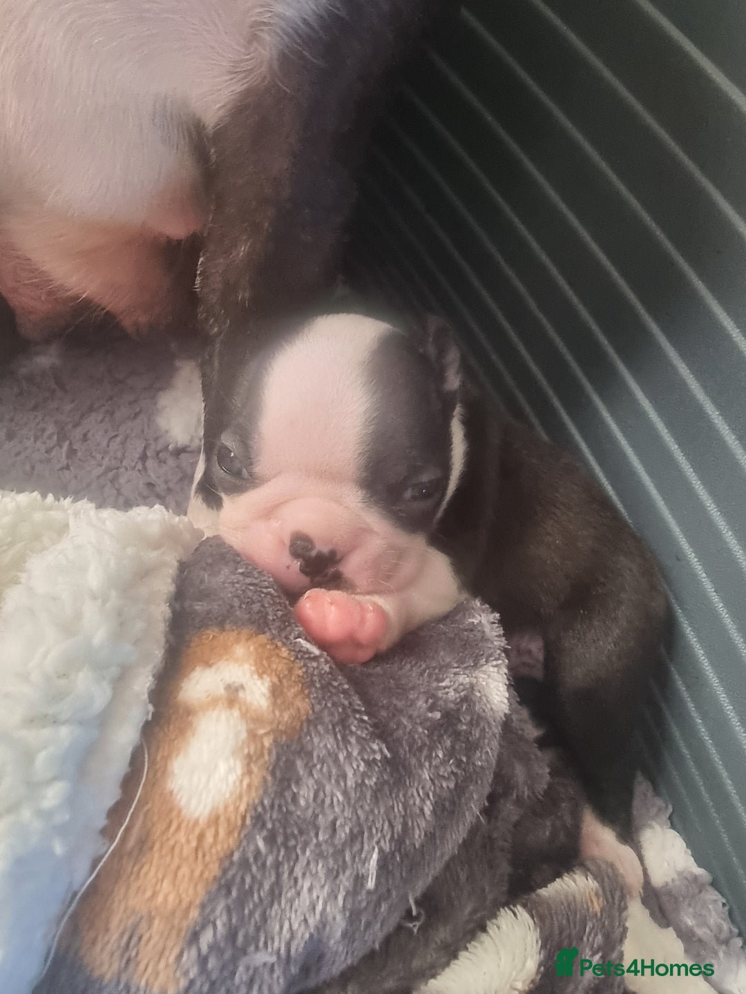 Boston Terrier dogs for sale: Boston Terrier pups - Image 10