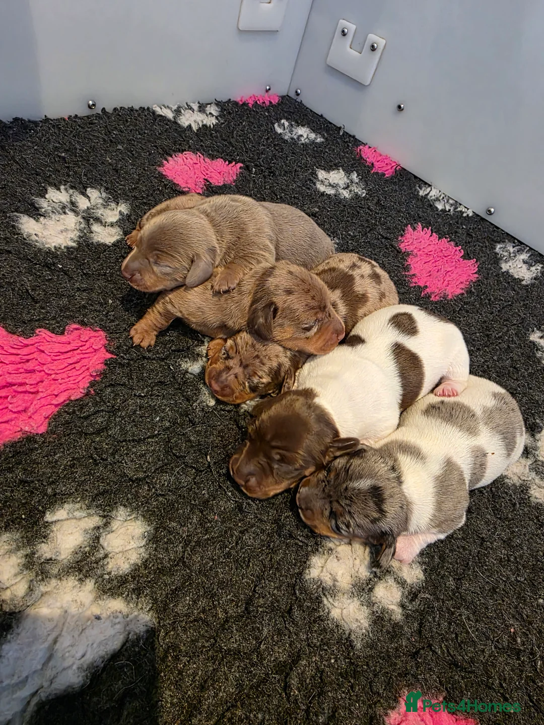 Miniature Dachshund dogs for sale: Miniature Dachshund  - Advert 2