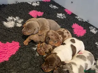 Miniature Dachshund dogs Miniature Dachshund - Advert 3