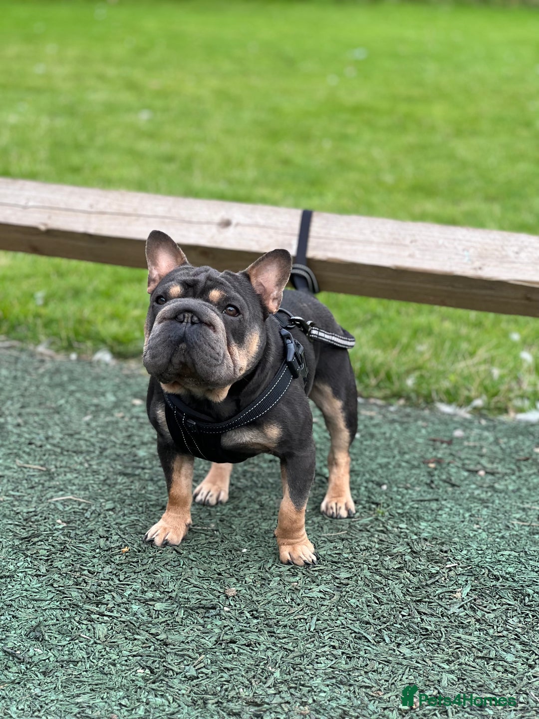 French Bulldog dogs for stud:  **  French Bulldog Stud - Image 6