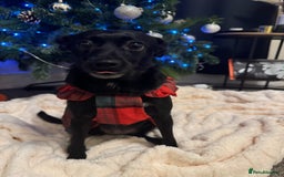 Jug dogs for sale: 2 small dogs for adoption - Image 4