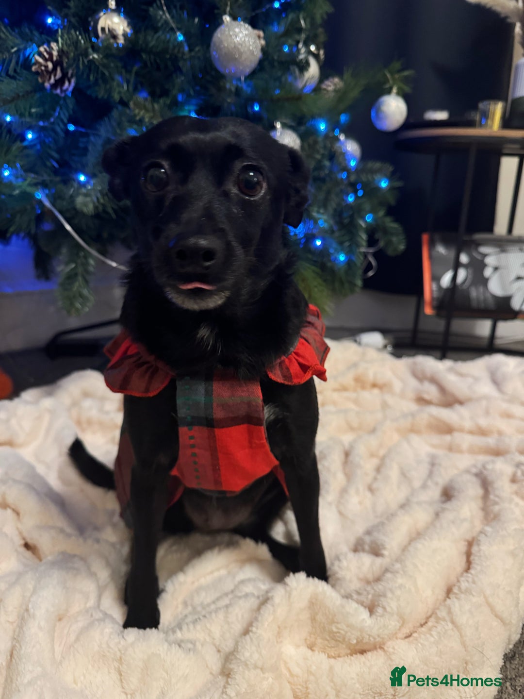 Jug dogs for sale: 2 small dogs for adoption - Image 4