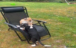 Mixed Breed dogs for sale: Lurcher, Collie X - Image 8