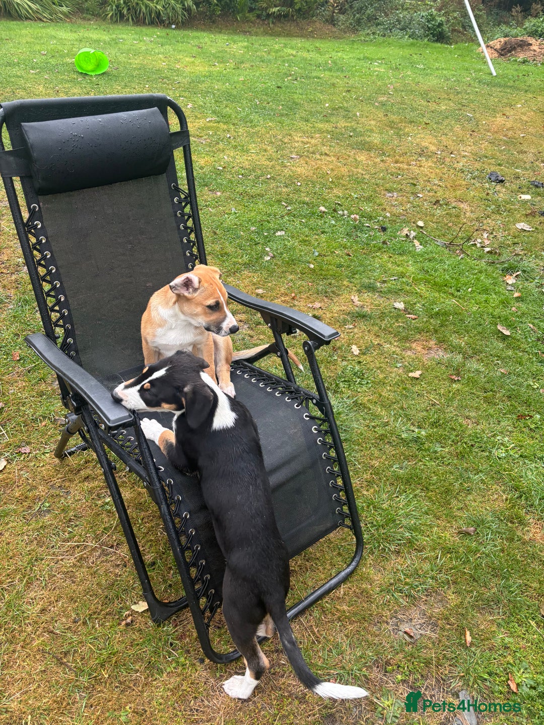 Mixed Breed dogs for sale: Lurcher, Collie X - Image 8
