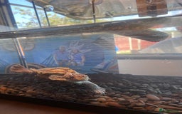 Turtle reptiles for sale: Mississippi Turtle - Image 4
