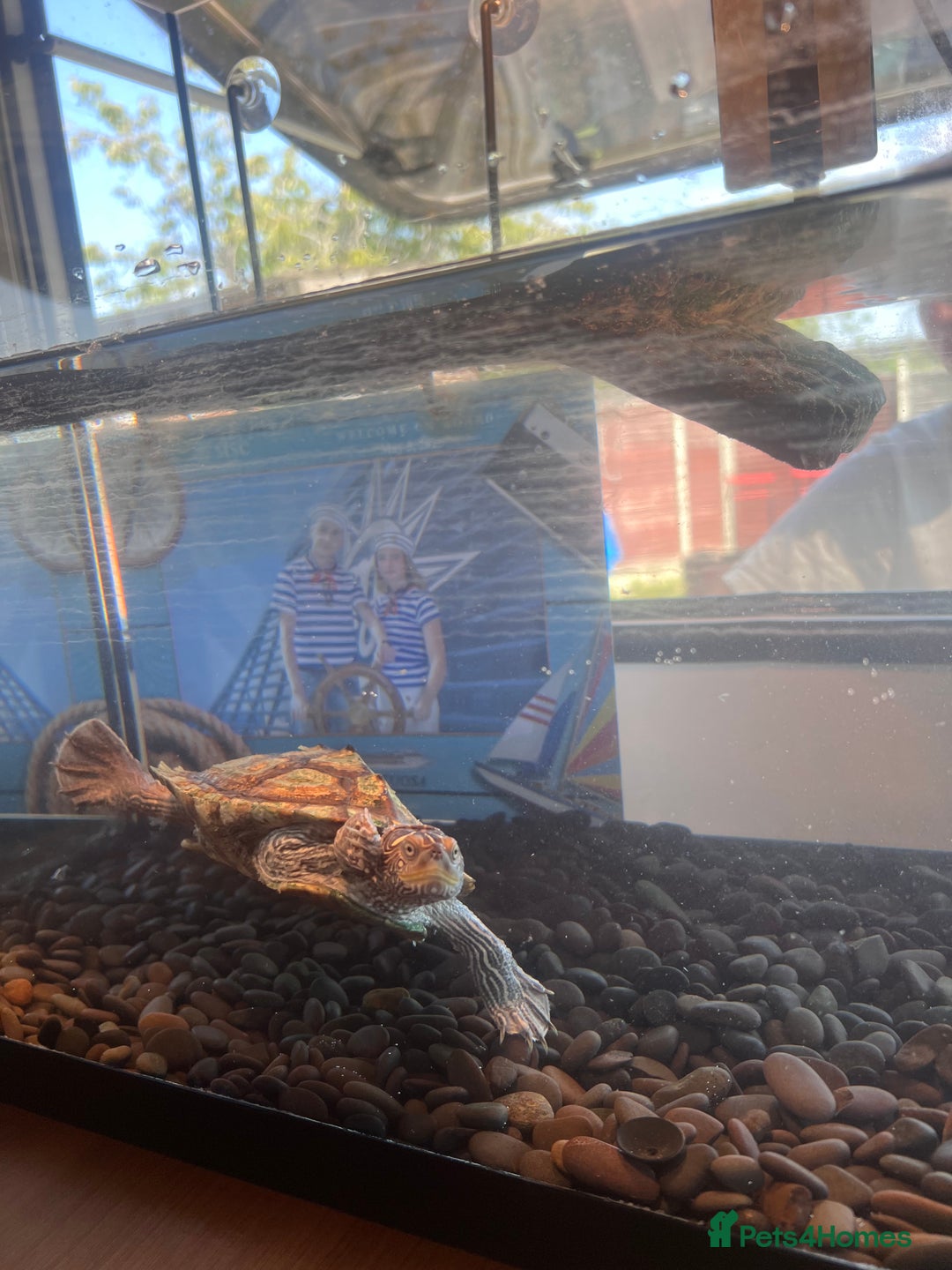 Turtle reptiles for sale: Mississippi Turtle - Image 4