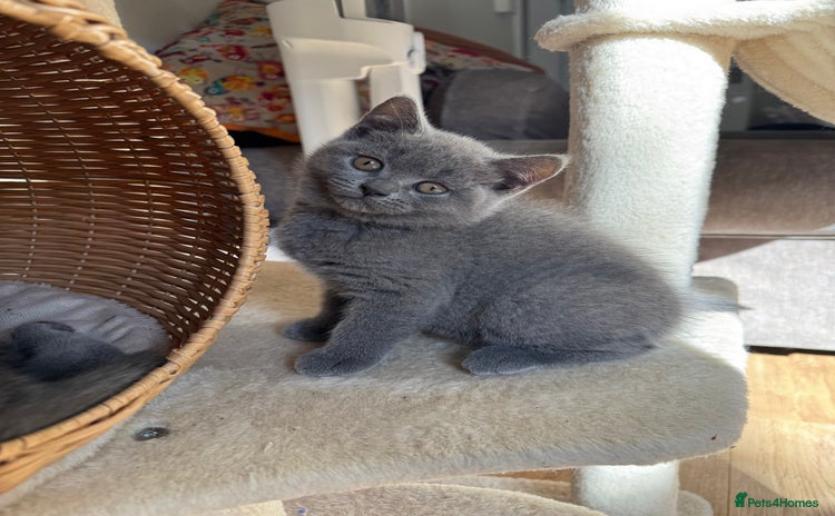 British Shorthair cats - Advert 1
