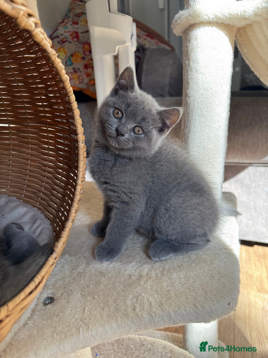 British Shorthair cats for sale: British blue short hair - Image 1