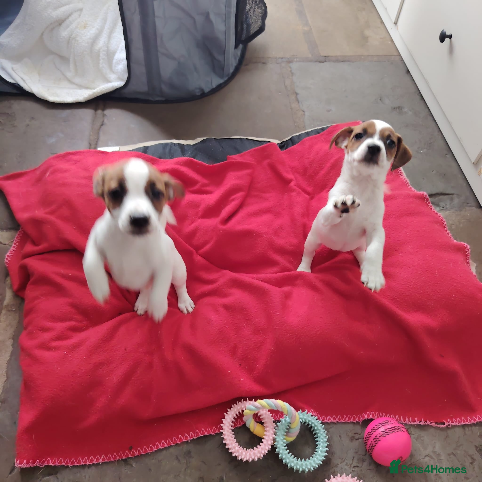 Jack Russell dogs Puppies for Sale 2 Girls Left  - Advert 10