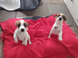Jack Russell dogs Puppies for Sale 2 Girls Left - Advert 10